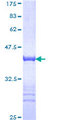 TFAP4 / AP-4 Protein - 12.5% SDS-PAGE Stained with Coomassie Blue