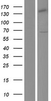 TFB1 / GTF2H1 Protein - Western validation with an anti-DDK antibody * L: Control HEK293 lysate R: Over-expression lysate