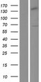TFB1 / GTF2H1 Protein - Western validation with an anti-DDK antibody * L: Control HEK293 lysate R: Over-expression lysate