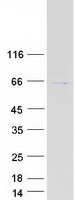 TFB1 / GTF2H1 Protein - Purified recombinant protein GTF2H1 was analyzed by SDS-PAGE gel and Coomassie Blue Staining