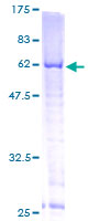TFB1M Protein - 12.5% SDS-PAGE of human TFB1M stained with Coomassie Blue