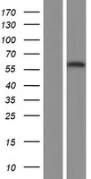 TFCP2 / CP2 Protein - Western validation with an anti-DDK antibody * L: Control HEK293 lysate R: Over-expression lysate