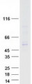 TFDP1 Protein - Purified recombinant protein TFDP1 was analyzed by SDS-PAGE gel and Coomassie Blue Staining