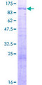TFE3 Protein - 12.5% SDS-PAGE of human TFE3 stained with Coomassie Blue
