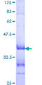 TFE3 Protein - 12.5% SDS-PAGE Stained with Coomassie Blue.