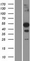 TFEC Protein - Western validation with an anti-DDK antibody * L: Control HEK293 lysate R: Over-expression lysate