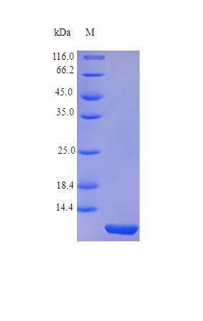 TFF1 / pS2 Protein