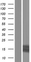 TFF3 / Trefoil Factor 3 Protein - Western validation with an anti-DDK antibody * L: Control HEK293 lysate R: Over-expression lysate