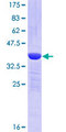 TFG Protein - 12.5% SDS-PAGE Stained with Coomassie Blue.