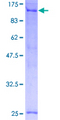 TFIP11 Protein - 12.5% SDS-PAGE of human TFIP11 stained with Coomassie Blue