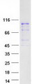 TFIP11 Protein - Purified recombinant protein TFIP11 was analyzed by SDS-PAGE gel and Coomassie Blue Staining