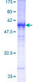 TFPI / LACI Protein - 12.5% SDS-PAGE of human TFPI stained with Coomassie Blue