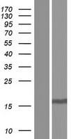TGFA / TGF Alpha Protein - Western validation with an anti-DDK antibody * L: Control HEK293 lysate R: Over-expression lysate