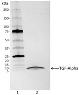 TGFA / TGF Alpha Protein - Silver staining of SDS-PAGE gelPrecision Plus Protein Dual Xtra Prestained Protein Standards were run in lane 1 and 1 µg Recombinant Human TGF Alpha was run in lane 2 on a 4–15% Mini-PROTEAN TGX Stain-Free Protein Gel. Silver staining was performed using the Silver Stain Plus Kit.