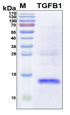 TGFB1 / TGF Beta 1 Protein - SDS-PAGE under reducing conditions and visualized by Coomassie blue staining