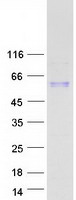 TGFB1 / TGF Beta 1 Protein - Purified recombinant protein TGFB1 was analyzed by SDS-PAGE gel and Coomassie Blue Staining