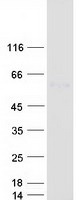 TGFB2 / TGF Beta2 Protein - Purified recombinant protein TGFB2 was analyzed by SDS-PAGE gel and Coomassie Blue Staining
