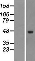 TGFB3 / TGF Beta3 Protein - Western validation with an anti-DDK antibody * L: Control HEK293 lysate R: Over-expression lysate