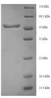 TGFB3 / TGF Beta3 Protein - (Tris-Glycine gel) Discontinuous SDS-PAGE (reduced) with 5% enrichment gel and 15% separation gel.