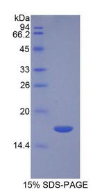 TGFB3 / TGF Beta3 Protein - Recombinant Transforming Growth Factor Beta 3 By SDS-PAGE