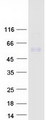 TGFB3 / TGF Beta3 Protein - Purified recombinant protein TGFB3 was analyzed by SDS-PAGE gel and Coomassie Blue Staining