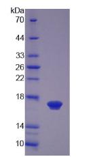 TGFB4 / LEFTY2 Protein - Recombinant Left/Right Determination Factor 2 By SDS-PAGE