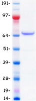 TGFBI Protein - Purified recombinant protein TGFBI was analyzed by SDS-PAGE gel and Coomassie Blue Staining