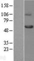 TGFBR1 / ALK5 Protein - Western validation with an anti-DDK antibody * L: Control HEK293 lysate R: Over-expression lysate