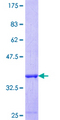 TGM1 / Transglutaminase Protein - 12.5% SDS-PAGE Stained with Coomassie Blue.
