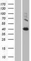 TGM2 / Transglutaminase 2 Protein - Western validation with an anti-DDK antibody * L: Control HEK293 lysate R: Over-expression lysate