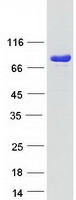 TGM2 / Transglutaminase 2 Protein - Purified recombinant protein TGM2 was analyzed by SDS-PAGE gel and Coomassie Blue Staining