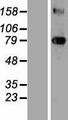 TGM3 / Transglutaminase 3 Protein - Western validation with an anti-DDK antibody * L: Control HEK293 lysate R: Over-expression lysate
