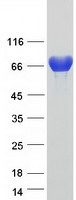 TGM3 / Transglutaminase 3 Protein - Purified recombinant protein TGM3 was analyzed by SDS-PAGE gel and Coomassie Blue Staining