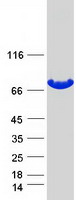 TGM4 / Transglutaminase 4 Protein - Purified recombinant protein TGM4 was analyzed by SDS-PAGE gel and Coomassie Blue Staining