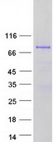TGM7 / Transglutaminase 7 Protein - Purified recombinant protein TGM7 was analyzed by SDS-PAGE gel and Coomassie Blue Staining