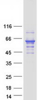 TH / Tyrosine Hydroxylase Protein - Purified recombinant protein TH was analyzed by SDS-PAGE gel and Coomassie Blue Staining