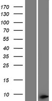 THAP1 Protein - Western validation with an anti-DDK antibody * L: Control HEK293 lysate R: Over-expression lysate