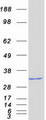 THAP1 Protein - Purified recombinant protein THAP1 was analyzed by SDS-PAGE gel and Coomassie Blue Staining