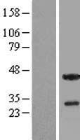 THAP5 Protein - Western validation with an anti-DDK antibody * L: Control HEK293 lysate R: Over-expression lysate