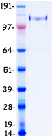 THBS1 / Thrombospondin-1 Protein - Purified recombinant protein THBS1 was analyzed by SDS-PAGE gel and Coomassie Blue Staining