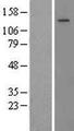 THBS2 / Thrombospondin 2 Protein - Western validation with an anti-DDK antibody * L: Control HEK293 lysate R: Over-expression lysate