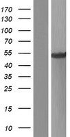 THEG Protein - Western validation with an anti-DDK antibody * L: Control HEK293 lysate R: Over-expression lysate