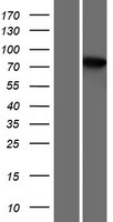 THEMIS / SPOT Protein - Western validation with an anti-DDK antibody * L: Control HEK293 lysate R: Over-expression lysate