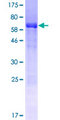 THG-1 / TSC22D4 Protein - 12.5% SDS-PAGE of human TSC22D4 stained with Coomassie Blue