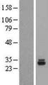 THG1L Protein - Western validation with an anti-DDK antibody * L: Control HEK293 lysate R: Over-expression lysate