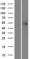 THNSL2 Protein - Western validation with an anti-DDK antibody * L: Control HEK293 lysate R: Over-expression lysate