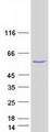 THNSL2 Protein - Purified recombinant protein THNSL2 was analyzed by SDS-PAGE gel and Coomassie Blue Staining