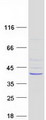 THOC6 Protein - Purified recombinant protein THOC6 was analyzed by SDS-PAGE gel and Coomassie Blue Staining