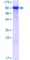 THOP1 / Thimet Oligopeptidase Protein - 12.5% SDS-PAGE of human THOP1 stained with Coomassie Blue