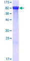 THOP1 / Thimet Oligopeptidase Protein - 12.5% SDS-PAGE of human THOP1 stained with Coomassie Blue